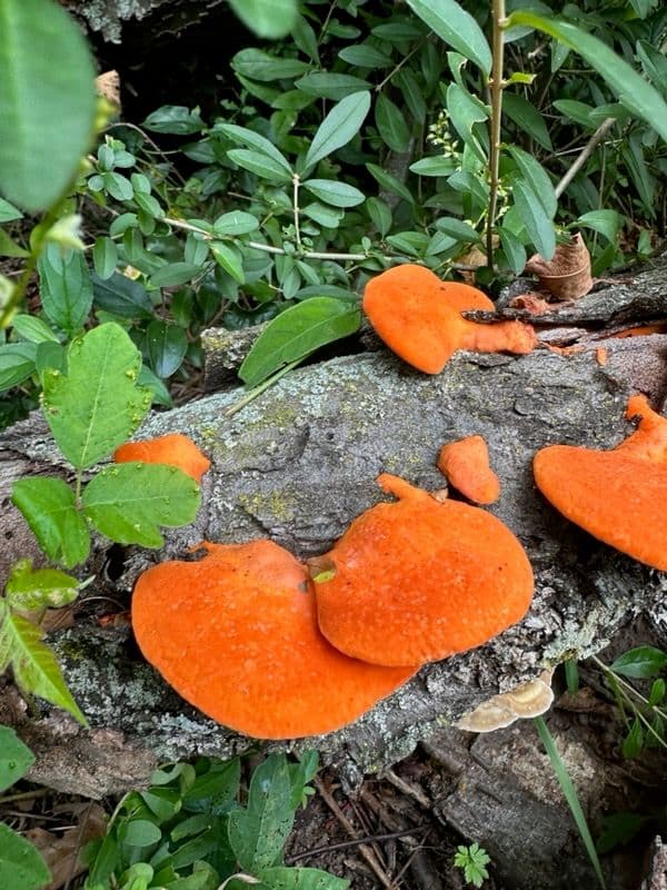 Embrace Nature's Inspiration for Weekend Renewal
